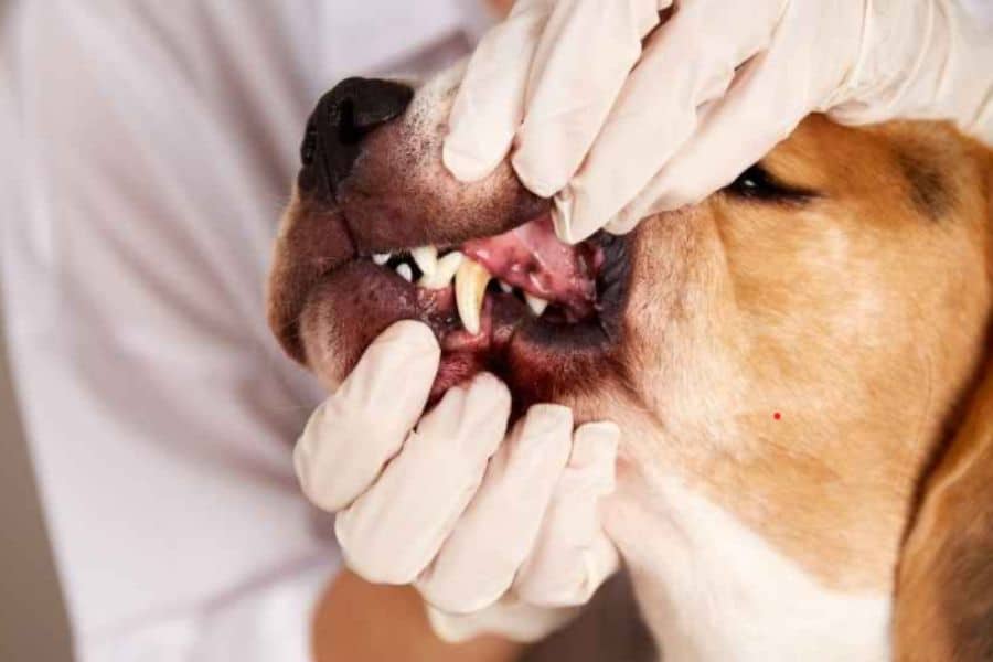 Your Pet’s Dental Care Guide: What to Watch for and When to Act