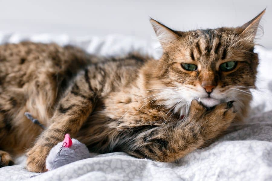 How to Stop Diarrhea in Cats: A Step-by-Step Guide