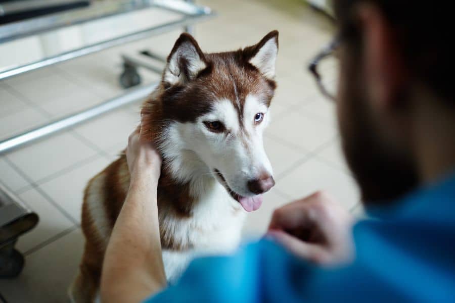 Husky Lifespan Guide: Tips for a Healthier, Longer Life