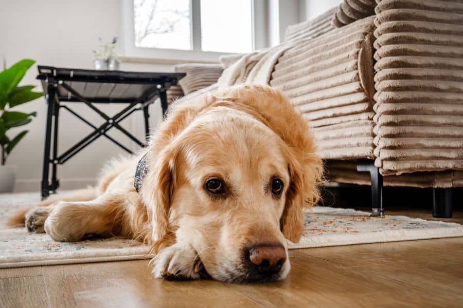Understanding Lyme Disease Risk in Dogs