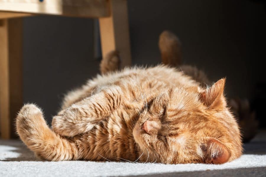 Is a Maine Coon the Right Cat Breed for Allergy Sufferers?