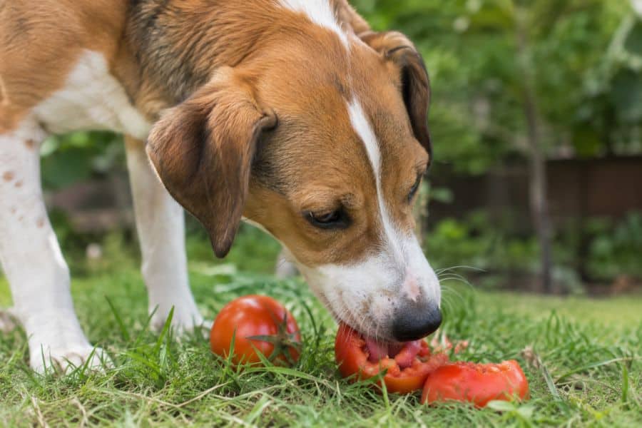 When to Call the Vet After Your Dog Eats Tomatoes