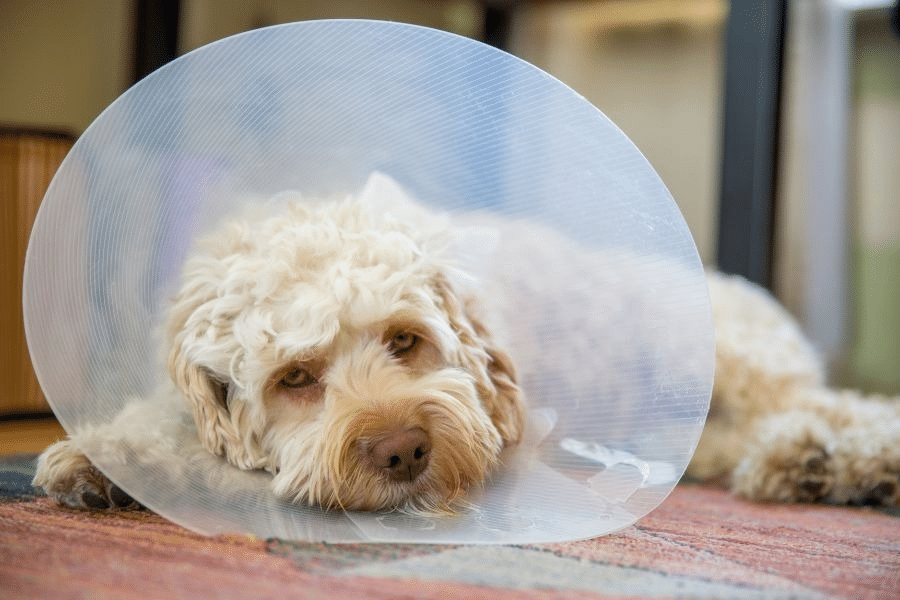 The First 48 Hours: Monitoring a Pet That Won’t Eat